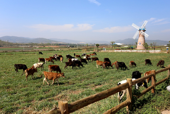 Vinamilk khánh thành trang trại bò sữa organic đầu tiên Việt Nam