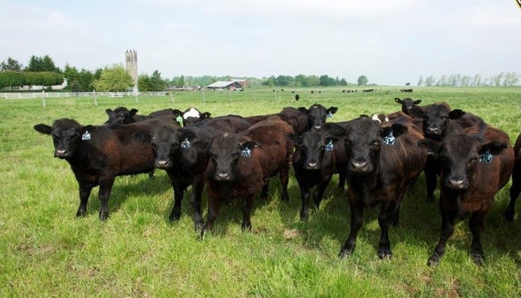 Giới thiệu sản phẩm thịt bò ăn ngô Ontario Corn Fed Beef Canada